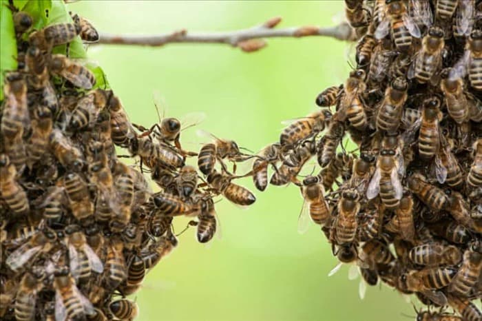 Причины, по которым в вашем доме все еще есть пчелы и осы