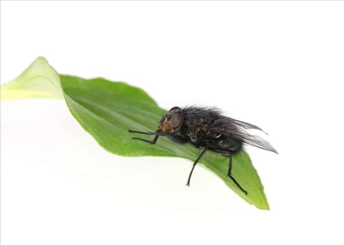 Отпугивание мух с помощью мяты: вот как это сделать
