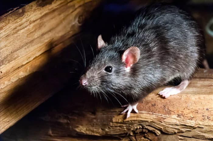 Масло перечной мяты: почему оно помогает отпугивать крыс (и как его использовать)