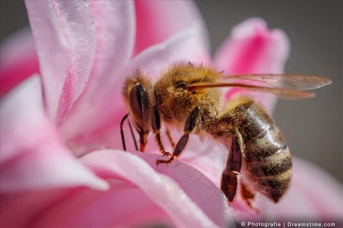 Используйте эти 10 эфирных масел, чтобы отпугнуть пчел (гуманно)