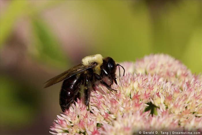 Используйте эти 10 эфирных масел, чтобы отпугнуть пчел (гуманно)