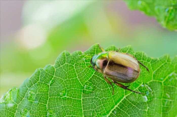 8 жуков и насекомых, которые поедают яблони (как их отпугнуть)