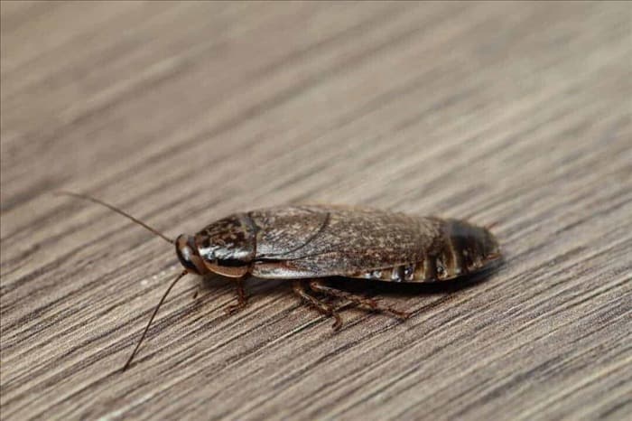 10 простых советов, как избавиться от тараканов в доме
