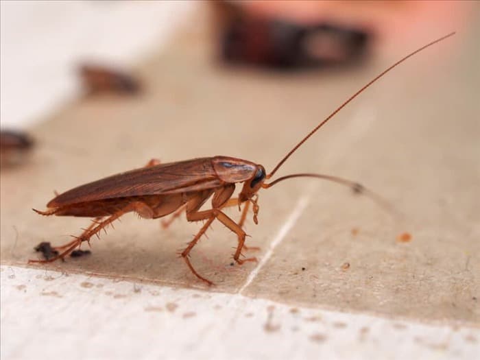 9 простых способов отпугивания тараканов с помощью лаванды