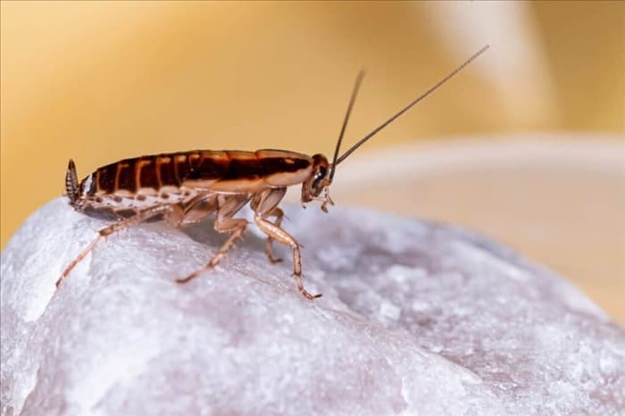 9 простых способов отпугивания тараканов с помощью лаванды