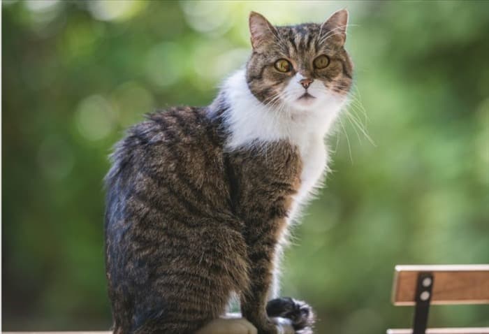 Лучшие спреи для отпугивания кошек для мебели и сада | Обязательно прочитайте перед выбором