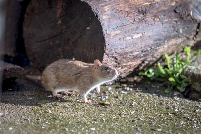 Растения клевера: как их использовать для отпугивания крыс