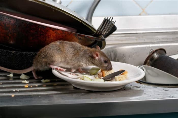 7 способов предотвратить появление мышей и крыс в вашем сарае