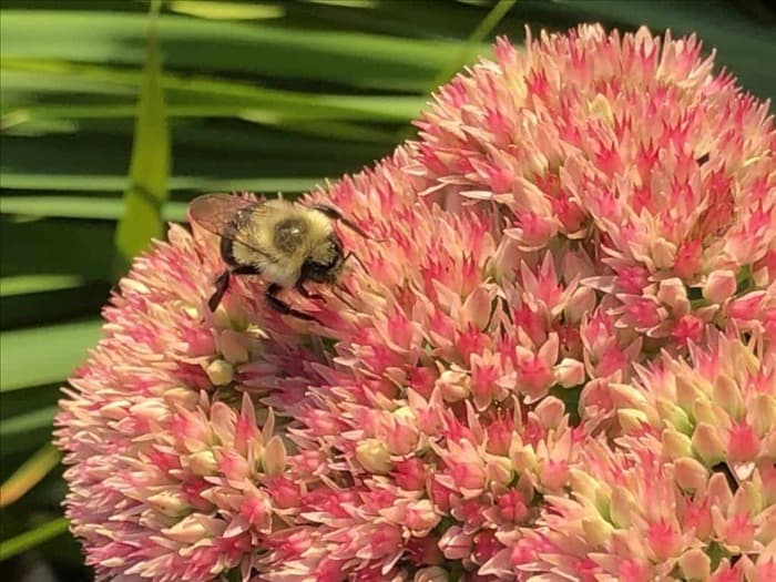 Делают ли осы мед? 5 интересных способов питания ос