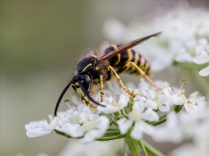Делают ли осы мед? 5 интересных способов питания ос
