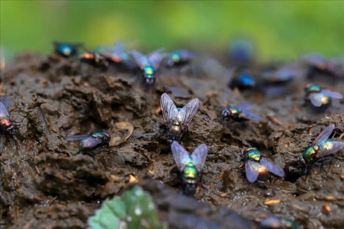 7 мест, где мухи откладывают яйца в вашем доме (у них нет гнезд)