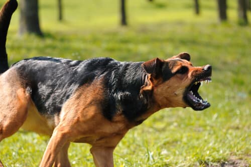 Агрессия собак и гормоны
