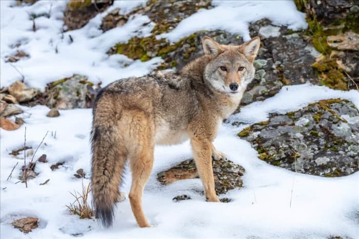 8 эффективных способов отвадить койотов на неопределенное время