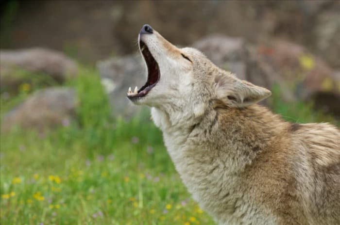 8 эффективных способов отвадить койотов на неопределенное время