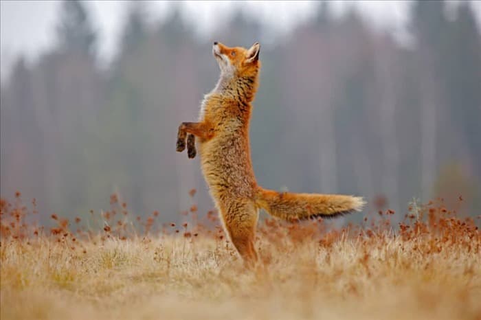 8 звуков, которые пугают лис (и отпугивают их)