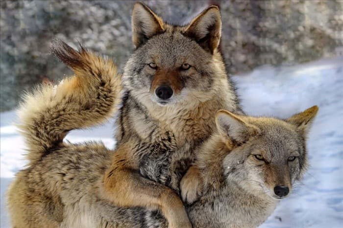 7 признаков того, что поблизости есть койоты (и что делать)