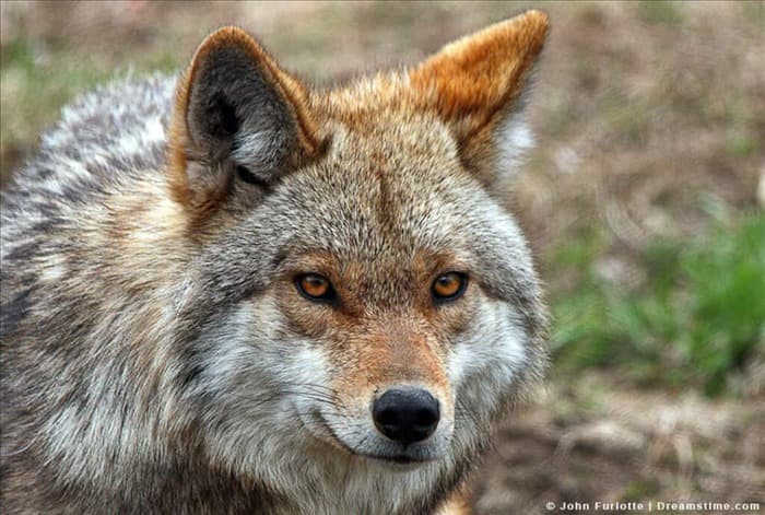7 признаков того, что поблизости есть койоты (и что делать)