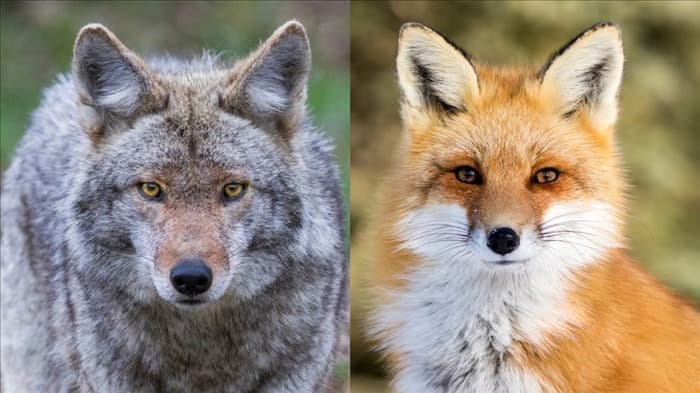 Опасны ли лисы для людей и домашних животных (кошек, собак и других)? | Все, что вам нужно знать!