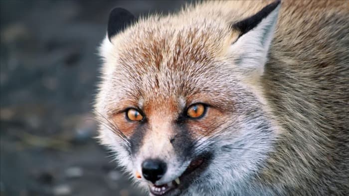 Будьте осторожны! Узнайте, представляют ли лисы угрозу для вас и ваших  питомцев!