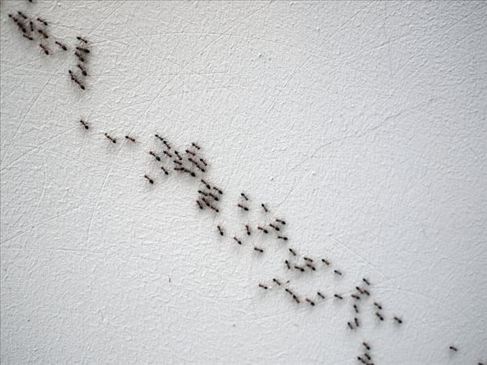 Вот почему муравьи находятся в вашей комнате (даже если там нет еды)