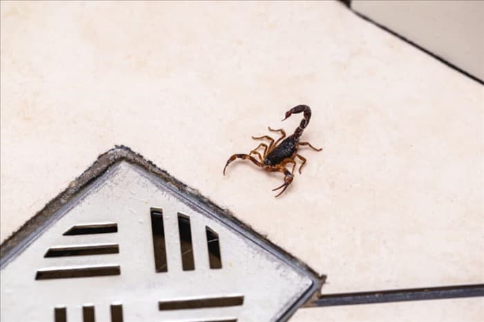 4 вещи, которые привлекают скорпионов в ваш дом (что делать)