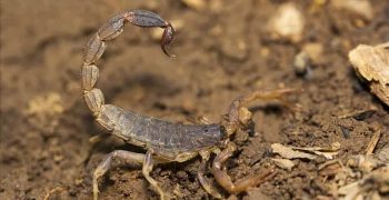 4 вещи, которые привлекают скорпионов в ваш дом (что делать)