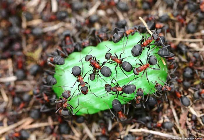 9 типов запахов, привлекающих муравьев (избегайте этих запахов)