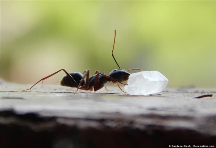 9 типов запахов, привлекающих муравьев (избегайте этих запахов)