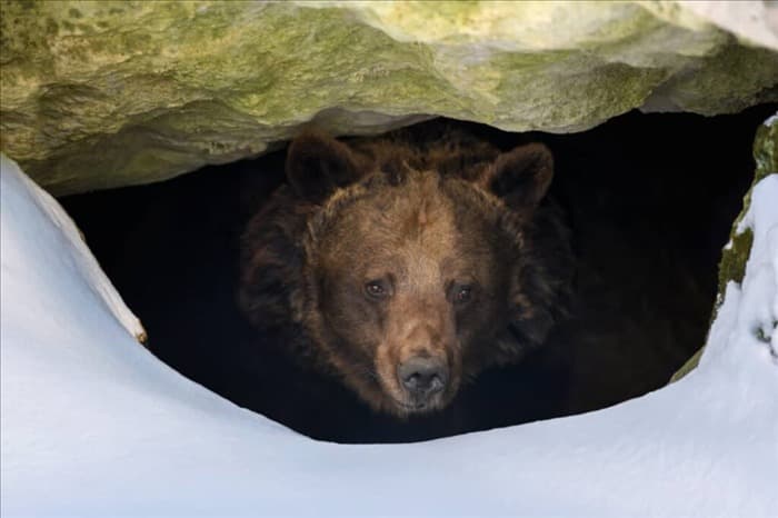 3 причины, по которым использование яркого света для отпугивания медведя является плохой идеей