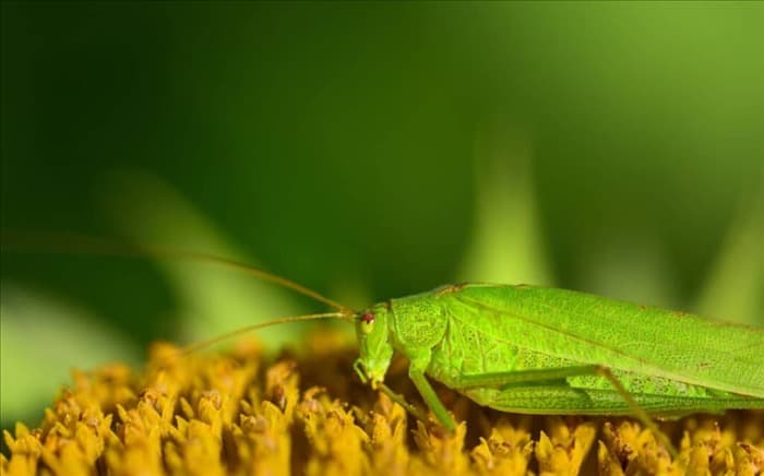 5 жуков и насекомых, которые едят подсолнухи (советы по отпугиванию)