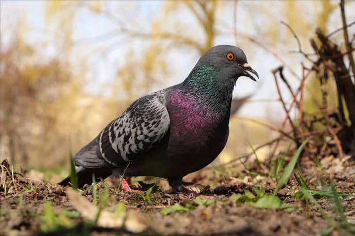 8 хищных животных, питающихся голубями: подробный обзор