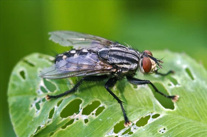 10 способов проникновения мух в дом (и как их вывести)