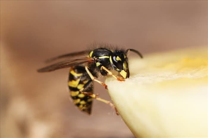 8 советов, как не допустить пчел и ос в кормушки колибри