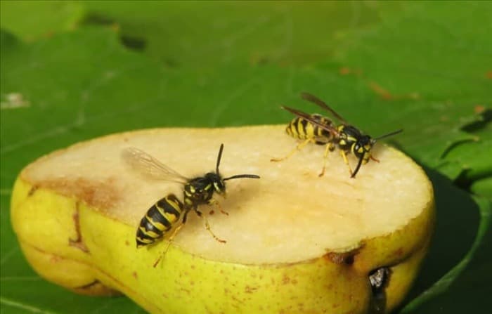 8 советов, как не допустить пчел и ос в кормушки колибри