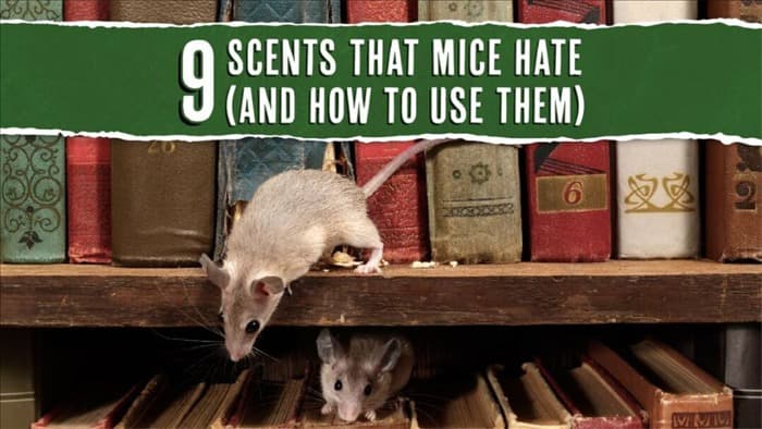 9 запахов, которые ненавидят мыши (и как их использовать)