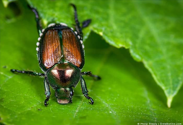9 запахов, которые ненавидят японские жуки (и как их использовать)