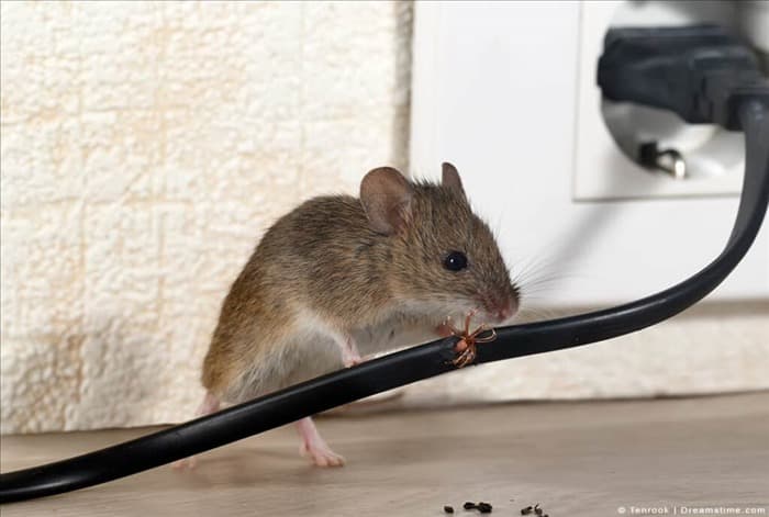 9 запахов, которые ненавидят мыши (и как их использовать)