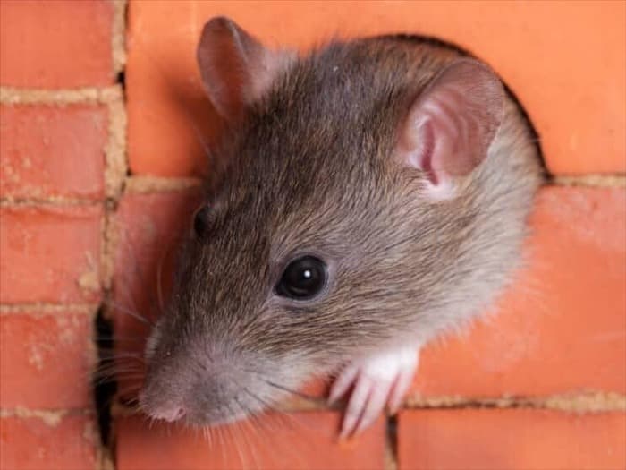6 действий при обнаружении крысы в доме
