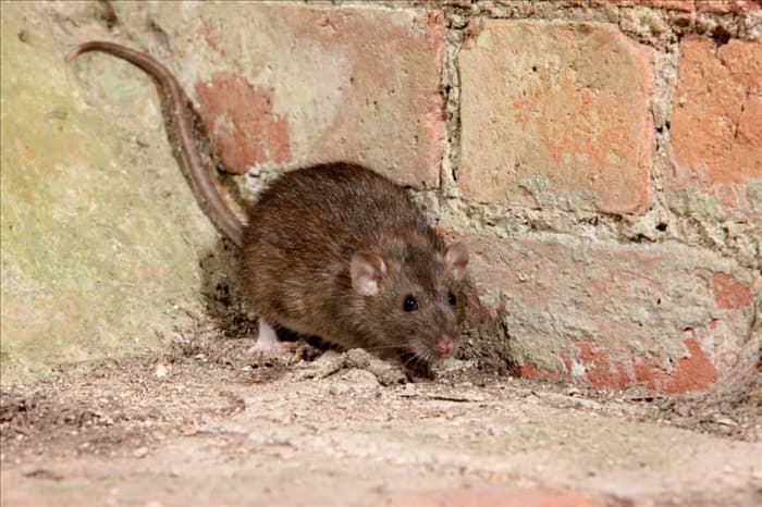 6 действий при обнаружении крысы в доме
