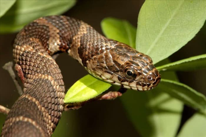 7 вещей, которые привлекают змей в ваш сад + как их исправить