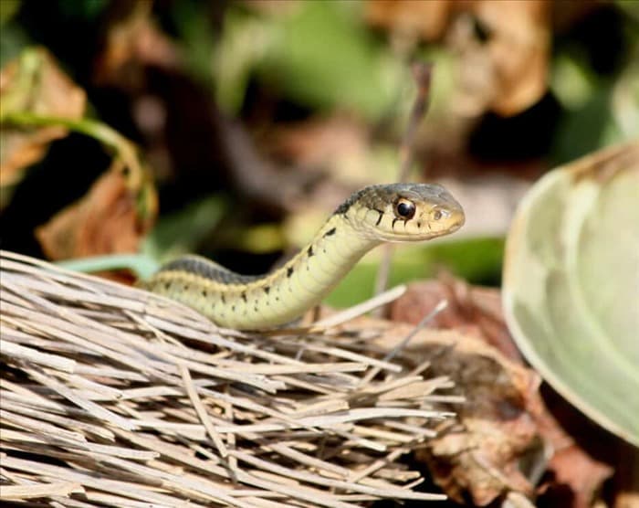 7 вещей, которые привлекают змей в ваш сад + как их исправить