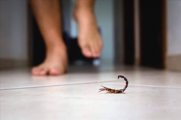 Когда лучше всего распылять спрей против скорпионов (5 простых советов)