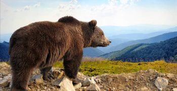 Почему медведи не боятся огня (и что делать вместо этого)