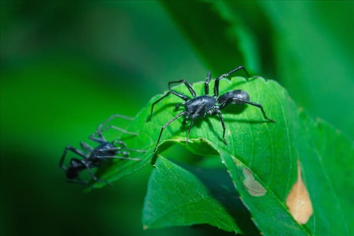 7 вещей, которые пугают пауков (и как их использовать)
