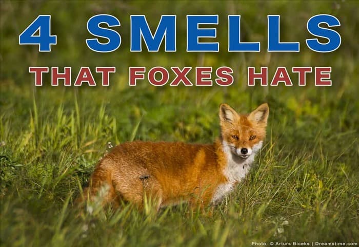 4 удивительных запаха, которые лисы не переносят