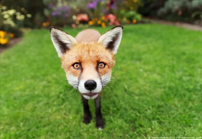 4 удивительных запаха, которые лисы не переносят