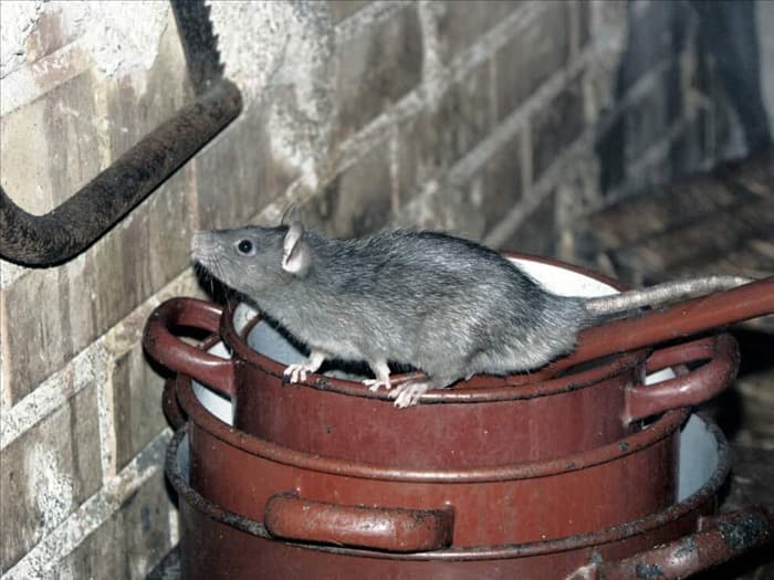 Здесь крысы действительно ходят и живут в течение дня