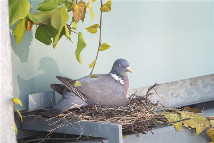 Наиболее распространенные места гнездования голубей вблизи вашего дома