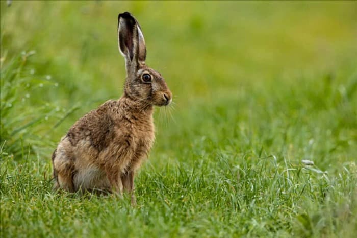 7 звуков и шумов, которые отпугнут кроликов