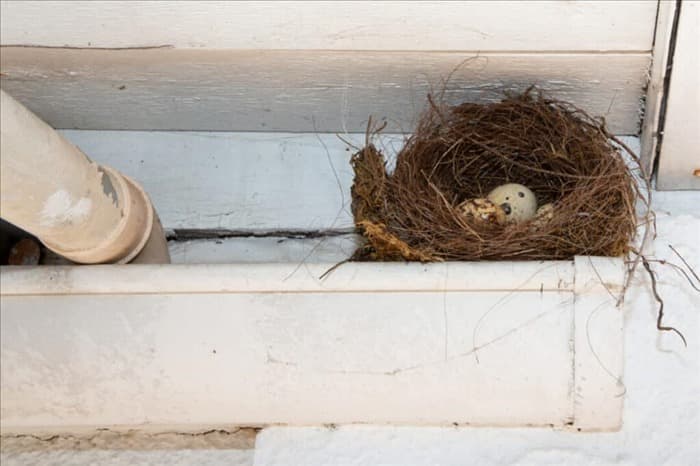 12 простых способов предотвратить залет птиц в ваш дом